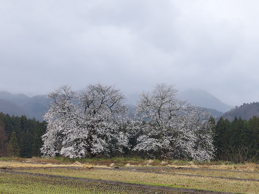 黒岩の夫婦桜