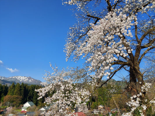 黒岩の夫婦桜