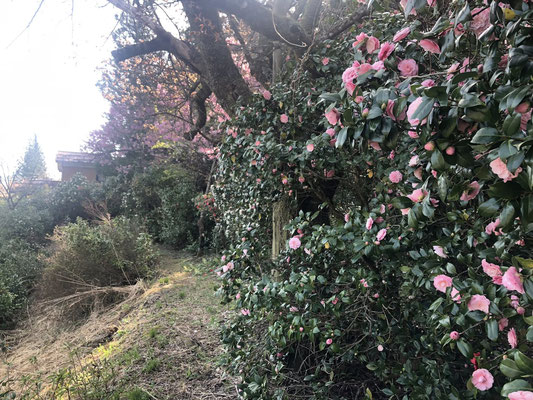 きりん山温泉 雪つばきの宿 古澤屋(訪春園)