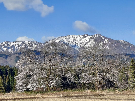 黒岩夫婦桜
