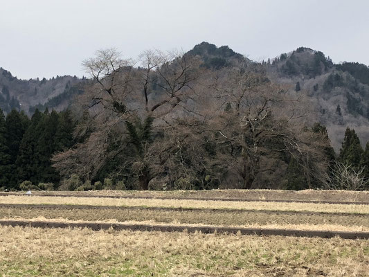 黒岩の夫婦桜