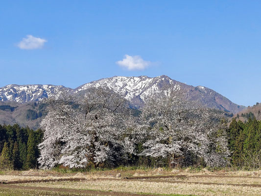 黒岩の夫婦桜