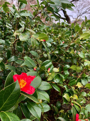 麒麟山いこいの森