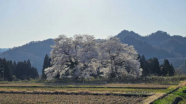 黒岩の夫婦桜9