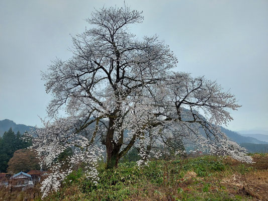 黒岩の夫婦桜