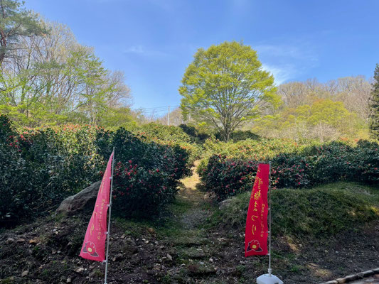 角神雪椿園