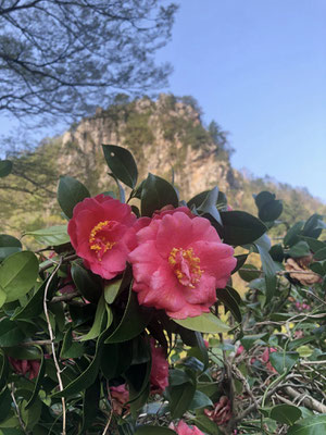 きりん山温泉 雪つばきの宿 古澤屋(訪春園)