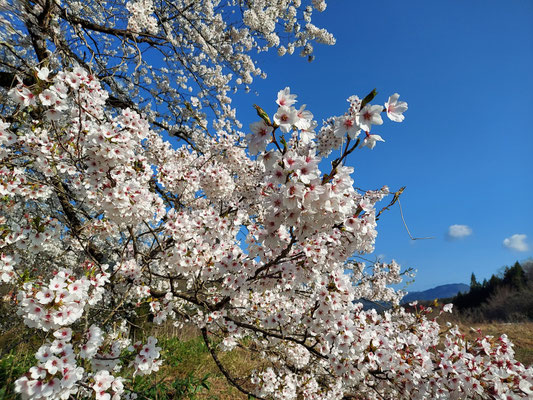黒岩の夫婦桜