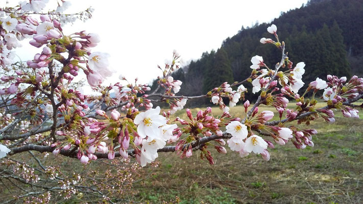 黒岩の夫婦桜