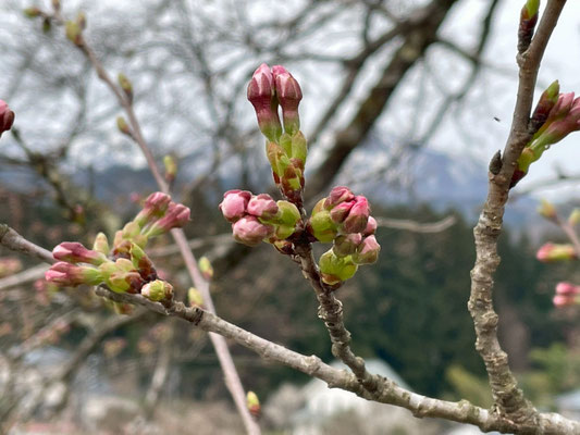 黒岩の夫婦桜