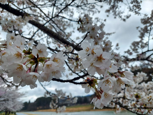 向ノ島公園