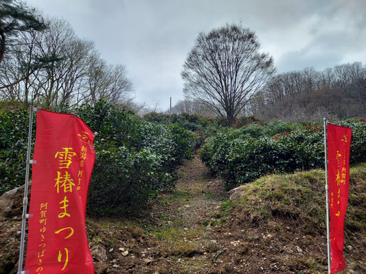 角神雪椿園