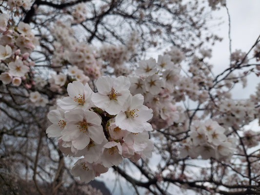 黒岩の夫婦桜