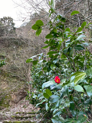 麒麟山いこいの森公園