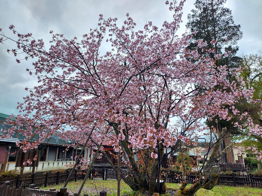 極楽寺の野中桜