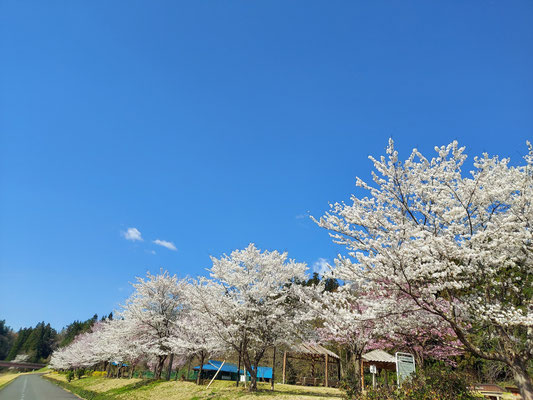 向ノ島公園