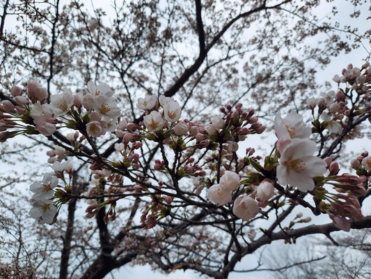 鹿瀬(角神)ダム