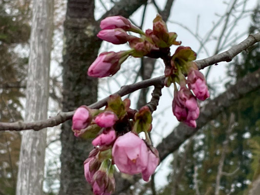 極楽寺の野中桜