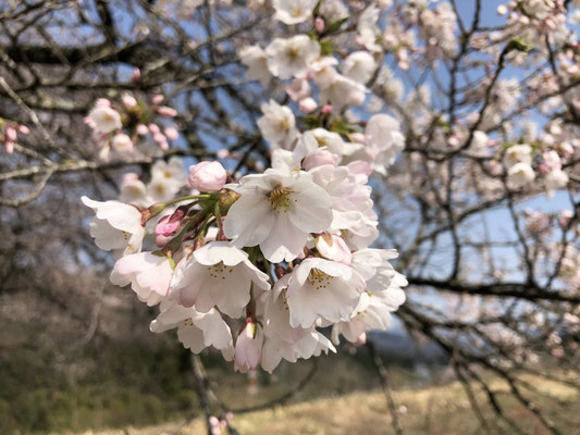 黒岩の夫婦桜