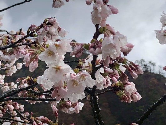 麒麟山公園