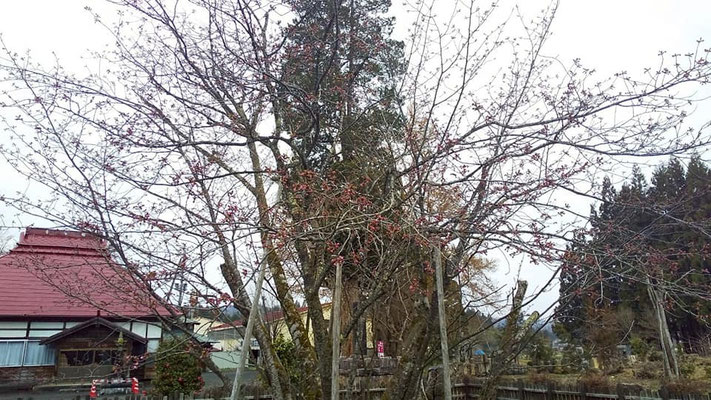 極楽寺の野中桜