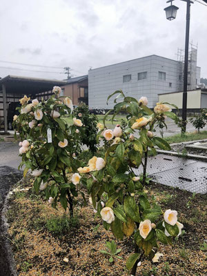狐の嫁入り屋敷