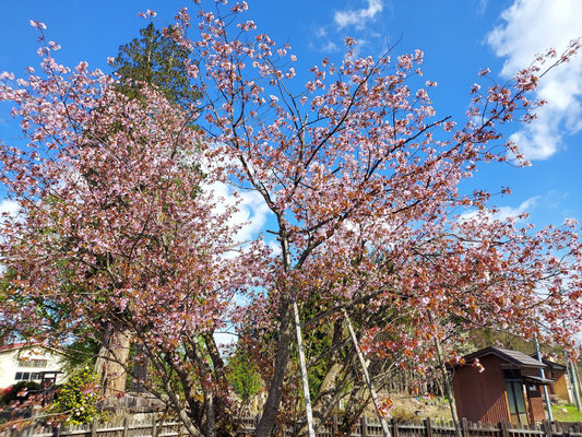 極楽寺の野中桜