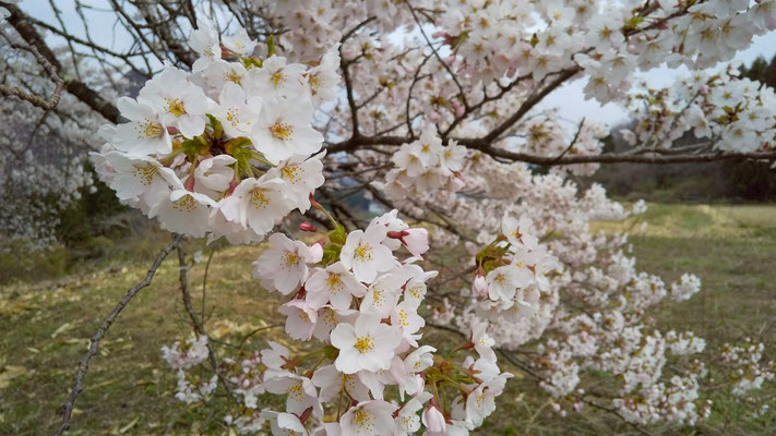 黒岩の夫婦桜