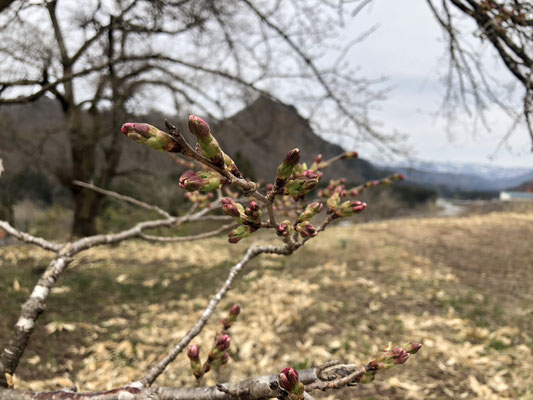黒岩の夫婦桜