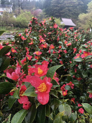 麒麟山いこいの森