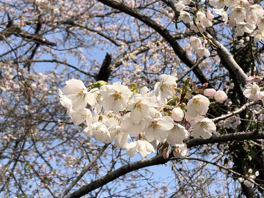 揚川ダム