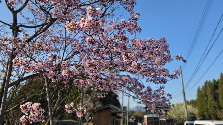 極楽寺の野中桜2