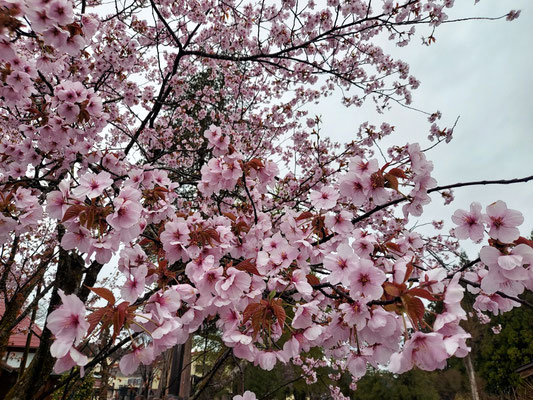 極楽寺の野中桜