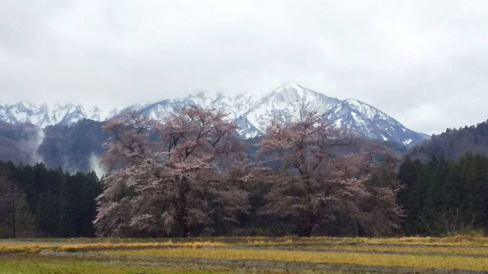 黒岩の夫婦桜