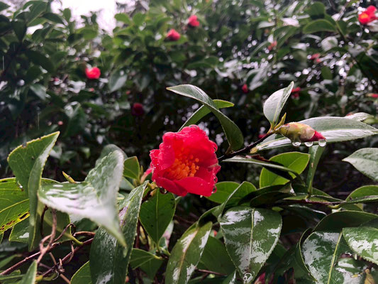 角神雪椿園
