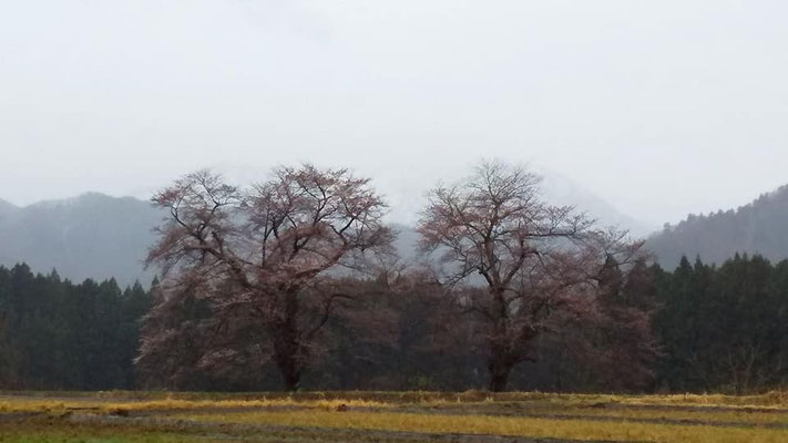 黒岩の夫婦桜