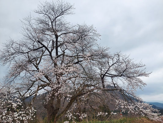 黒岩の夫婦桜