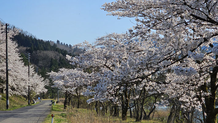 小花地5