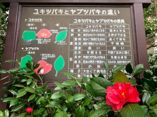 きりん山温泉 雪つばきの宿 古澤屋(訪春園) 