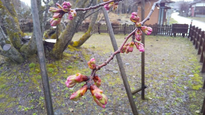 極楽寺の野中桜