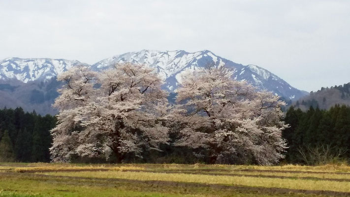 黒岩の夫婦桜