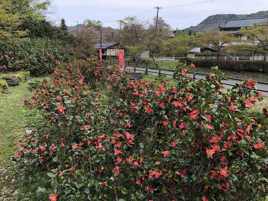麒麟山いこいの森