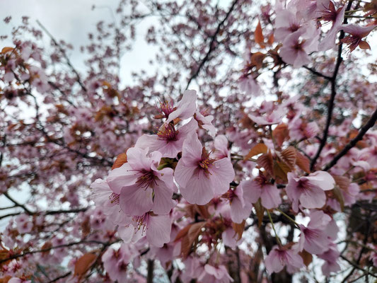 極楽寺の野中桜