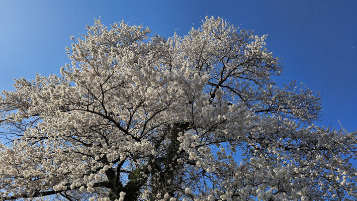 黒岩の夫婦桜6