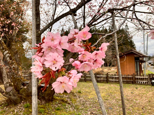 極楽寺の野中桜