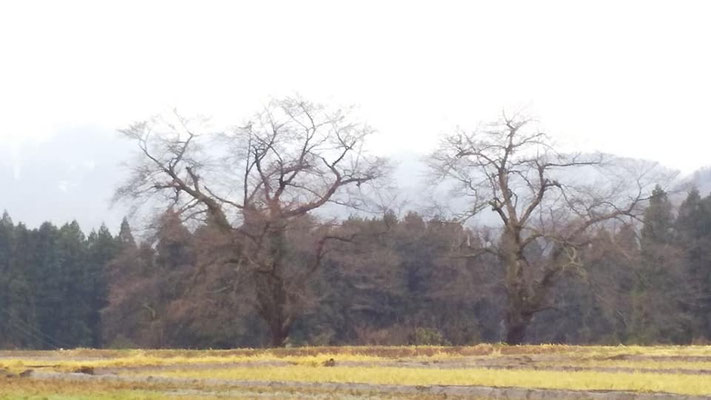 黒岩の夫婦桜