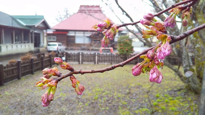 極楽寺の野中桜
