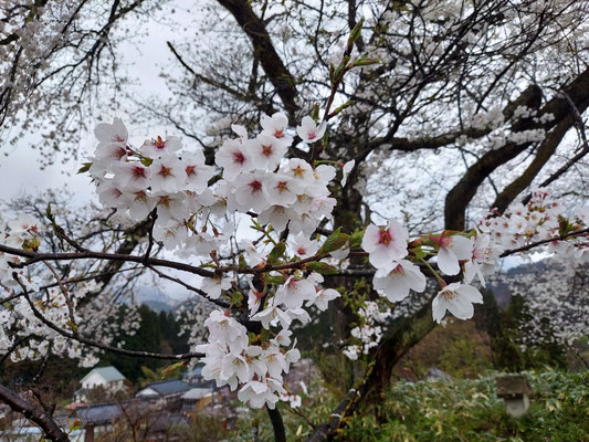 黒岩の夫婦桜