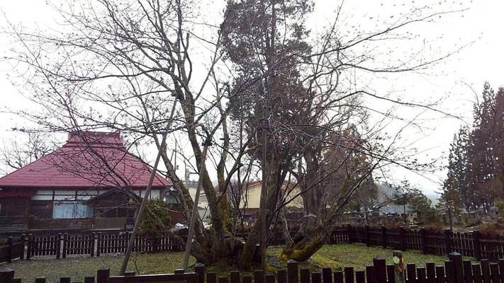 極楽寺の野中桜