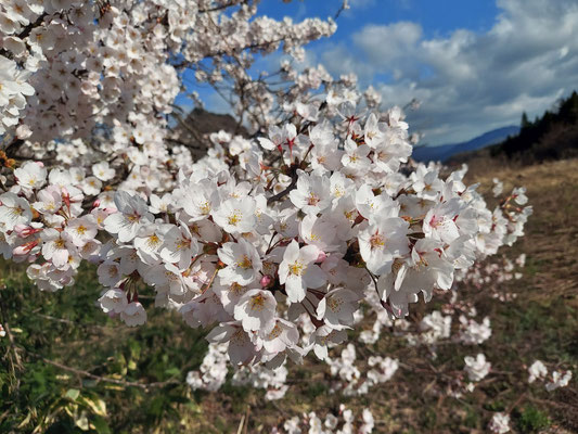 黒岩夫婦桜